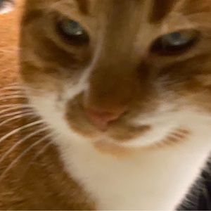 Meet your Posher, Mason